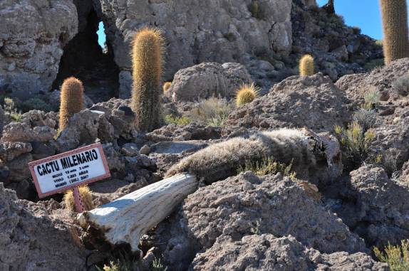 Restos de cactus milenar na Isla Incahuasi, no Salar de Uyuni, na Bolívia